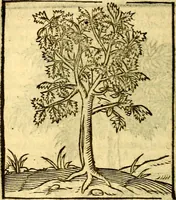 An illustration from Omnia Andreae Alciati v.c. emblemata, cum commentariis, quibus emblematum aperta origine mens auctoris explicatur, & obscura omnia, dubiáque illustrantur Adiectae ad calcem Notae posteriores (1589)