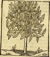 An illustration from Omnia Andreae Alciati v.c. emblemata, cum commentariis, quibus emblematum aperta origine mens auctoris explicatur, & obscura omnia, dubiáque illustrantur Adiectae ad calcem Notae posteriores (1589)