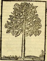 An illustration from Omnia Andreae Alciati v.c. emblemata, cum commentariis, quibus emblematum aperta origine mens auctoris explicatur, & obscura omnia, dubiáque illustrantur Adiectae ad calcem Notae posteriores (1589)