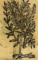 Picture 223 of 238 from Omnia D. And. Alciati emblemata : ad quae singula, praeter concinnas acutásque inscriptiones, lepidas & expressas imagines, ac caetera omnia, quae prioribus nostris editionibus cúm ad eorum distinctionem, tum ad ornatum & correctionem adhibita continebantur, : nunc primùm perelegantia persubtiliáq[ue] adiecta sunt epimuthia, quibus emblematum amplitudo quaecunq[ue] in iis dubia sunt aut obscura, tanquam perspicuis illustrantur (1566), leaf 246