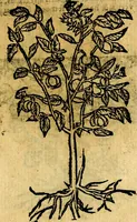 An illustration from Omnia D. And. Alciati emblemata : ad quae singula, praeter concinnas acutásque inscriptiones, lepidas & expressas imagines, ac caetera omnia, quae prioribus nostris editionibus cúm ad eorum distinctionem, tum ad ornatum & correctionem adhibita continebantur, : nunc primùm perelegantia persubtiliáq[ue] adiecta sunt epimuthia, quibus emblematum amplitudo quaecunq[ue] in iis dubia sunt aut obscura, tanquam perspicuis illustrantur (1566)