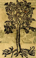 Picture 236 of 238 from Omnia D. And. Alciati emblemata : ad quae singula, praeter concinnas acutásque inscriptiones, lepidas & expressas imagines, ac caetera omnia, quae prioribus nostris editionibus cúm ad eorum distinctionem, tum ad ornatum & correctionem adhibita continebantur, : nunc primùm perelegantia persubtiliáq[ue] adiecta sunt epimuthia, quibus emblematum amplitudo quaecunq[ue] in iis dubia sunt aut obscura, tanquam perspicuis illustrantur (1566), leaf 259