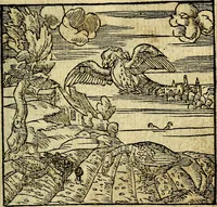 An illustration from Omnia D. And. Alciati Emblemata : ad qvae singula praeter concinnas acutásque inscriptiones, lepidas & expressas imagines, ac caetera omnia, quae prioribus nostris editionibus cùm ad eorum distinctionem, tum ad ornatum & correctionem adhibita continebantur, : nunc primùm perelegantia persubtiliaq́ [ue] (1564)