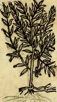 An illustration from Omnia D. And. Alciati Emblemata : ad qvae singula praeter concinnas acutásque inscriptiones, lepidas & expressas imagines, ac caetera omnia, quae prioribus nostris editionibus cùm ad eorum distinctionem, tum ad ornatum & correctionem adhibita continebantur, : nunc primùm perelegantia persubtiliaq́ [ue] (1564)