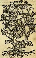 An illustration from Omnia D. And. Alciati Emblemata : ad qvae singula praeter concinnas acutásque inscriptiones, lepidas & expressas imagines, ac caetera omnia, quae prioribus nostris editionibus cùm ad eorum distinctionem, tum ad ornatum & correctionem adhibita continebantur, : nunc primùm perelegantia persubtiliaq́ [ue] (1564)