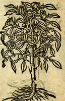 An illustration from Omnia D. And. Alciati Emblemata : ad qvae singula praeter concinnas acutásque inscriptiones, lepidas & expressas imagines, ac caetera omnia, quae prioribus nostris editionibus cùm ad eorum distinctionem, tum ad ornatum & correctionem adhibita continebantur, : nunc primùm perelegantia persubtiliaq́ [ue] (1564)