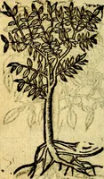 Picture 239 of 246 from Omnia D. And. Alciati Emblemata : ad qvae singula praeter concinnas acutásque inscriptiones, lepidas & expressas imagines, ac caetera omnia, quae prioribus nostris editionibus cùm ad eorum distinctionem, tum ad ornatum & correctionem adhibita continebantur, : nunc primùm perelegantia persubtiliaq́ [ue] (1564), leaf 249