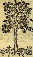 An illustration from Omnia D. And. Alciati Emblemata : ad qvae singula praeter concinnas acutásque inscriptiones, lepidas & expressas imagines, ac caetera omnia, quae prioribus nostris editionibus cùm ad eorum distinctionem, tum ad ornatum & correctionem adhibita continebantur, : nunc primùm perelegantia persubtiliaq́ [ue] (1564)