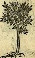 An illustration from Omnia D. And. Alciati Emblemata : ad qvae singula praeter concinnas acutásque inscriptiones, lepidas & expressas imagines, ac caetera omnia, quae prioribus nostris editionibus cùm ad eorum distinctionem, tum ad ornatum & correctionem adhibita continebantur, : nunc primùm perelegantia persubtiliaq́ [ue] (1564)