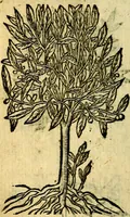 Picture 243 of 246 from Omnia D. And. Alciati Emblemata : ad qvae singula praeter concinnas acutásque inscriptiones, lepidas & expressas imagines, ac caetera omnia, quae prioribus nostris editionibus cùm ad eorum distinctionem, tum ad ornatum & correctionem adhibita continebantur, : nunc primùm perelegantia persubtiliaq́ [ue] (1564), leaf 253