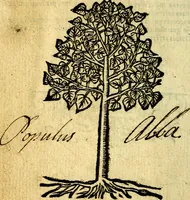 Picture 245 of 246 from Omnia D. And. Alciati Emblemata : ad qvae singula praeter concinnas acutásque inscriptiones, lepidas & expressas imagines, ac caetera omnia, quae prioribus nostris editionibus cùm ad eorum distinctionem, tum ad ornatum & correctionem adhibita continebantur, : nunc primùm perelegantia persubtiliaq́ [ue] (1564), leaf 255
