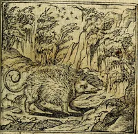 An illustration from Omnia D. And. Alciati Emblemata : ad qvae singula praeter concinnas acutásque inscriptiones, lepidas & expressas imagines, ac caetera omnia, quae prioribus nostris editionibus cùm ad eorum distinctionem, tum ad ornatum & correctionem adhibita continebantur, : nunc primùm perelegantia persubtiliaq́ [ue] (1564)