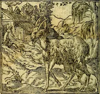 An illustration from Omnia D. And. Alciati Emblemata : ad qvae singula praeter concinnas acutásque inscriptiones, lepidas & expressas imagines, ac caetera omnia, quae prioribus nostris editionibus cùm ad eorum distinctionem, tum ad ornatum & correctionem adhibita continebantur, : nunc primùm perelegantia persubtiliaq́ [ue] (1564)