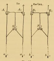 Picture 8 of 9 from On the after-effect of seen movement (1911), leaf 119