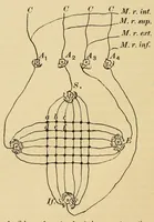 An illustration from On the after-effect of seen movement (1911)