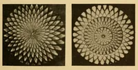 An illustration from On the after-effect of seen movement (1911)
