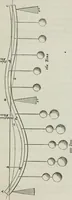 An illustration from On the application of cast and wrought iron to building purposes (1857)