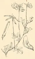 Picture 10 of 17 from On British wild flowers considered in relation to insects (1890), leaf 109