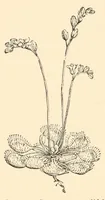 An illustration from On British wild flowers considered in relation to insects (1890)