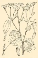 An illustration from On British wild flowers considered in relation to insects (1890)