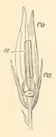 Picture 13 of 17 from On British wild flowers considered in relation to insects (1890), leaf 151