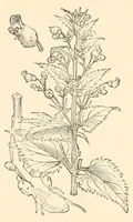 An illustration from On British wild flowers considered in relation to insects (1890)