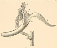 An illustration from On British wild flowers considered in relation to insects (1890)