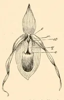 Picture 17 of 17 from On British wild flowers considered in relation to insects (1890), leaf 202