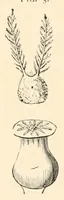 Picture 2 of 17 from On British wild flowers considered in relation to insects (1890), leaf 31