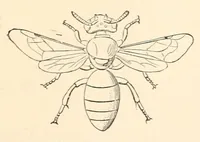 An illustration from On British wild flowers considered in relation to insects (1890)