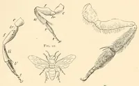 An illustration from On British wild flowers considered in relation to insects (1890)