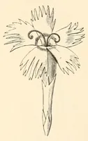 An illustration from On British wild flowers considered in relation to insects (1890)