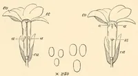 An illustration from On British wild flowers considered in relation to insects (1890)