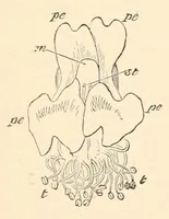 An illustration from On British wild flowers considered in relation to insects (1890)