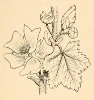 An illustration from On British wild flowers considered in relation to insects (1890)