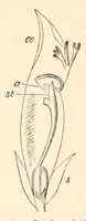 An illustration from On British wild flowers considered in relation to insects (1890)