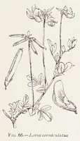 An illustration from On British wild flowers considered in relation to insects (1890)