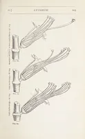 Picture 9 of 16 from On British wild flowers considered in relation to insects (1890), leaf 125