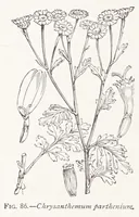 Picture 10 of 16 from On British wild flowers considered in relation to insects (1890), leaf 142