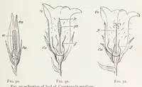 An illustration from On British wild flowers considered in relation to insects (1890)