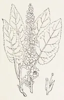 An illustration from On British wild flowers considered in relation to insects (1890)