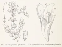 An illustration from On British wild flowers considered in relation to insects (1890)