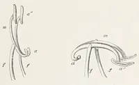 An illustration from On British wild flowers considered in relation to insects (1890)
