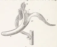 An illustration from On British wild flowers considered in relation to insects (1890)