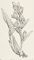 An illustration from On British wild flowers considered in relation to insects (1890)