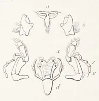An illustration from On British wild flowers considered in relation to insects (1890)