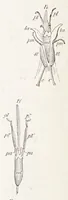 An illustration from On British wild flowers considered in relation to insects (1890)