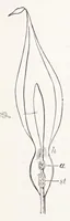 An illustration from On British wild flowers considered in relation to insects (1890)