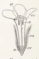 An illustration from On British wild flowers considered in relation to insects (1890)