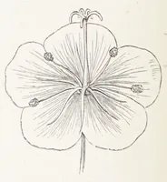An illustration from On British wild flowers considered in relation to insects (1890)